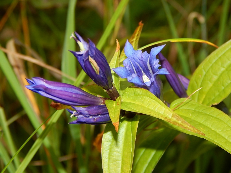 Gentiana asclepiadea